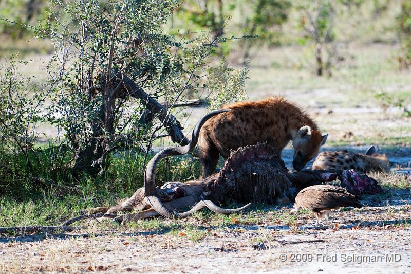 20090617_172428 D300 (1) X1.jpg - Hyena Feeding Frenzy, Part 2.  Lean pickings for the hyena; the vulture looks on
